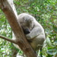 koala_10.png