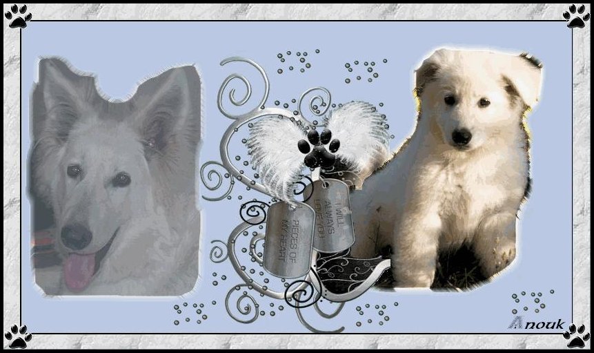 Le Berger Blanc Suisse