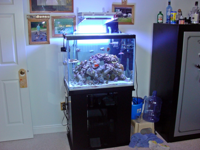 Nicholas41 56 Gallon Tank - Reef Central Online Community