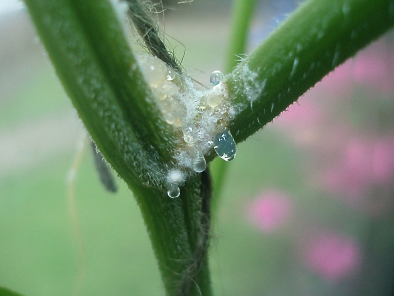 Problem with greenhouse cucumber - My Garden